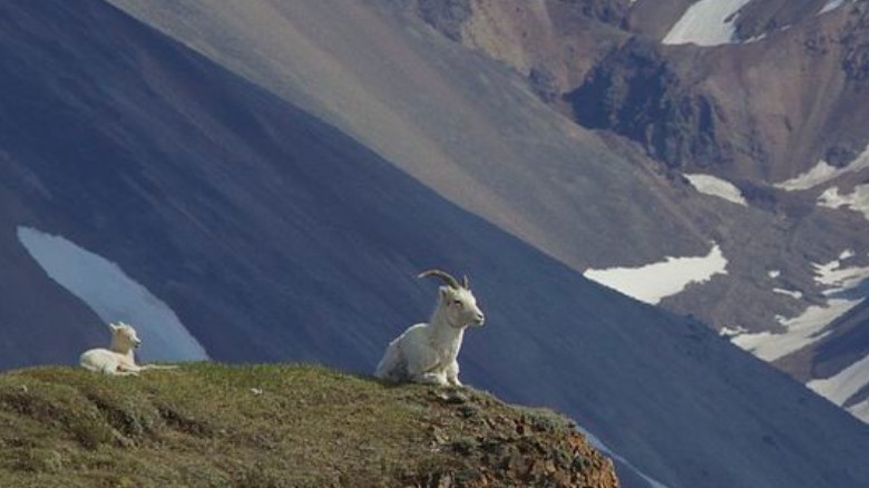 Dall sheep 