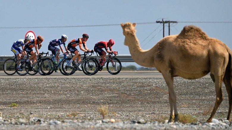 camel highway