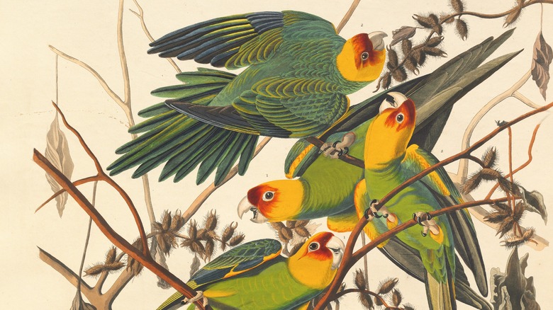 carolina parakeet illustration