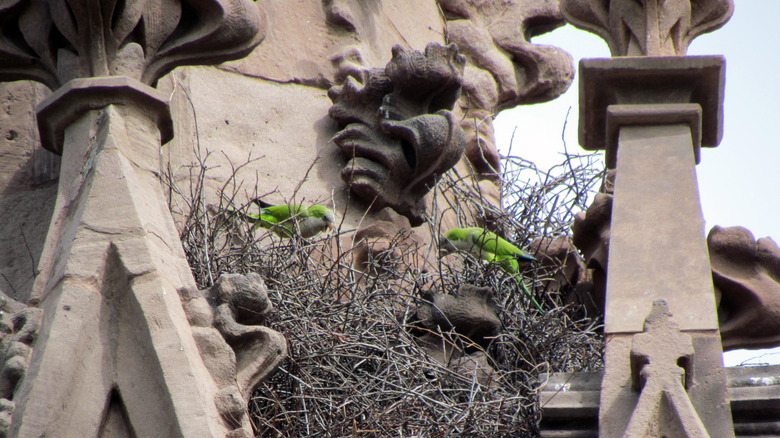 parakeets nesting in green-wood cemetery