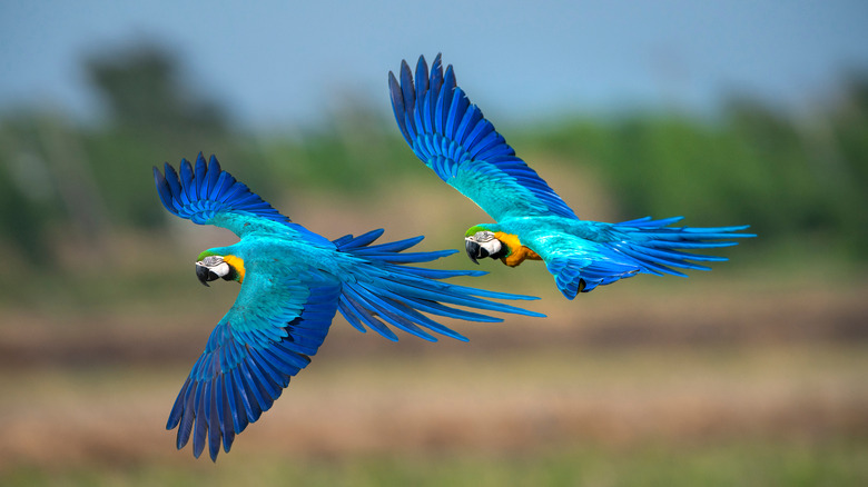 blue gold macaw flying