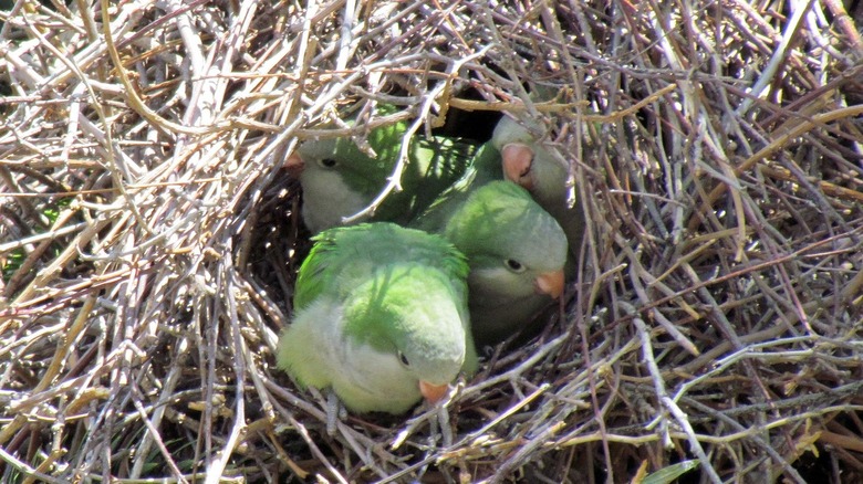 monk parakeets in nest