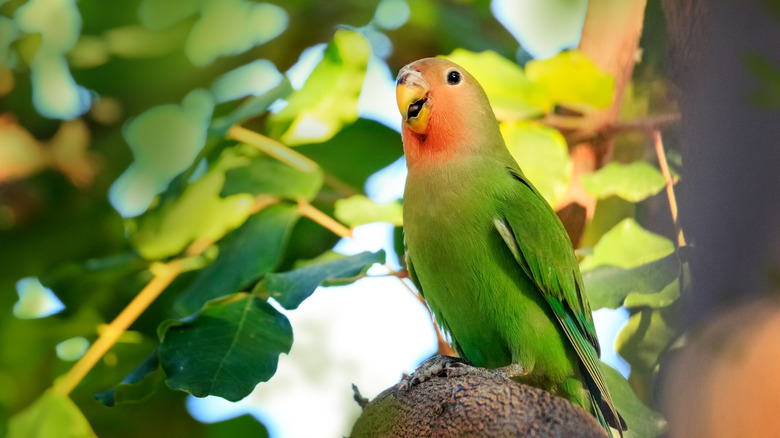 rosy-faced lovebird in tree