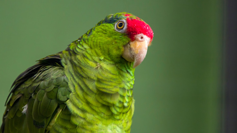 red-crowned amazon parrot