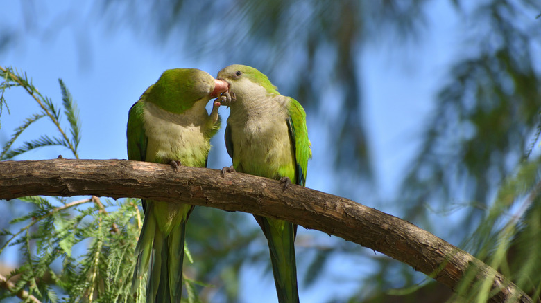 monk parakeet in tree