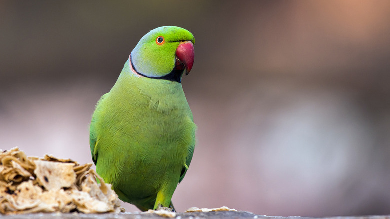 rose-ringed parakeet