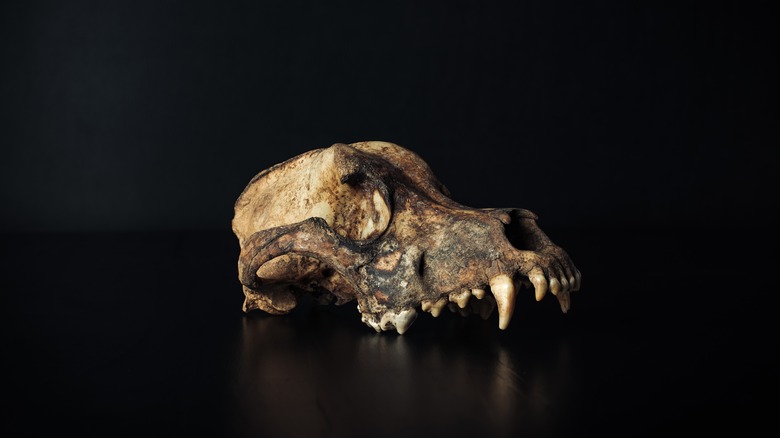 dog skull