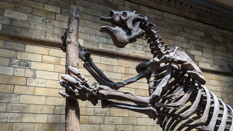 Skeleton of a giant sloth