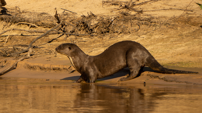 Giant otter in Brazil