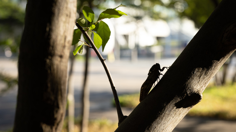 Cicada silhouette in branch