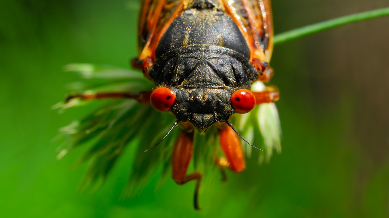 Cicada face up close