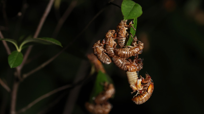 cicada clump in trees