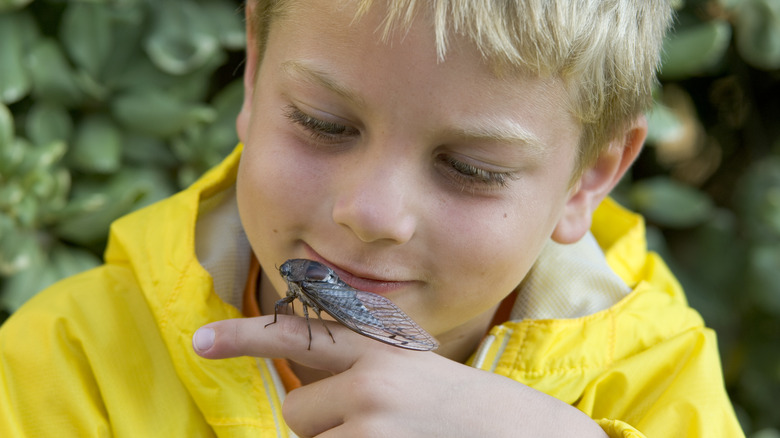 Child examining cicada on finger