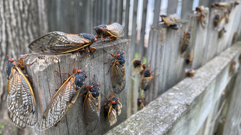 Cicadas on fence