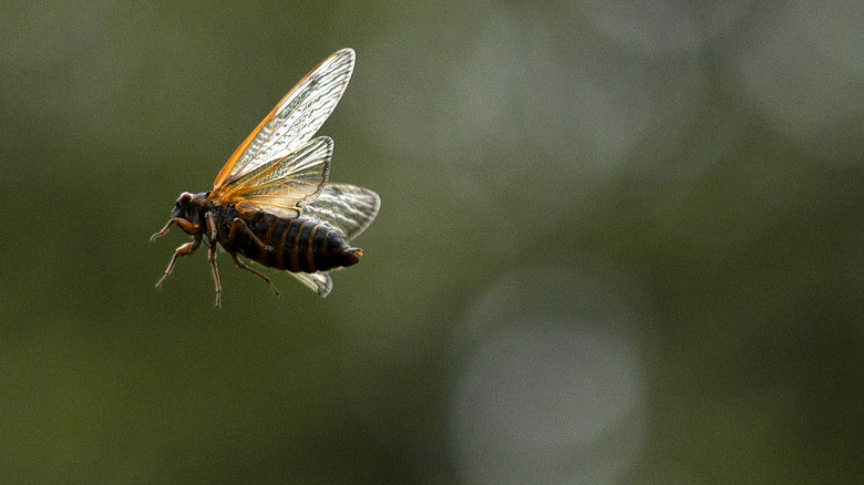 Cicada brood x flying