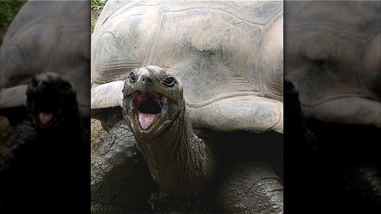 Harriet the giant tortoise 