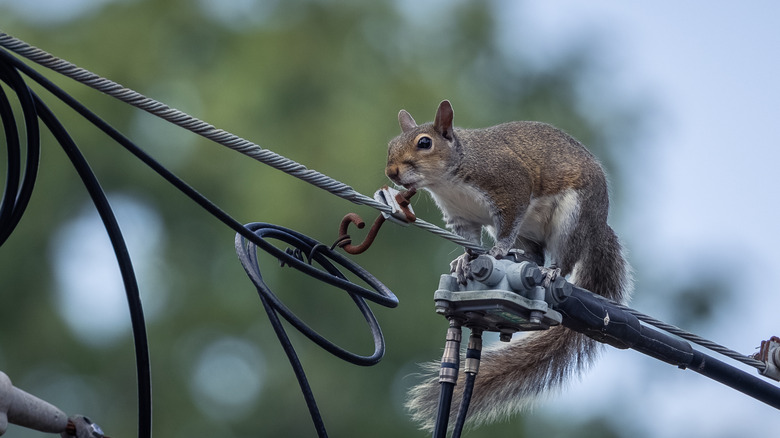 Squirrel on a power line