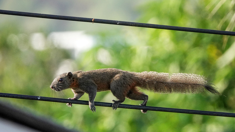 Squirrel on power line