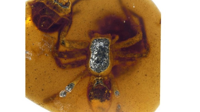 lagonomegopid spider encased in amber