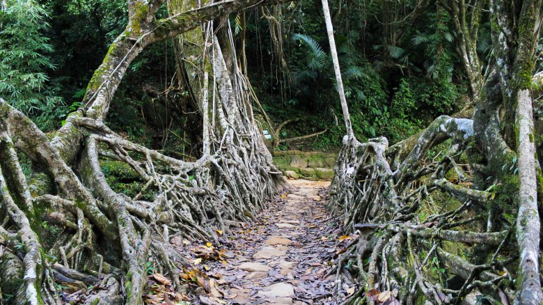 ummunoi root bridge in india