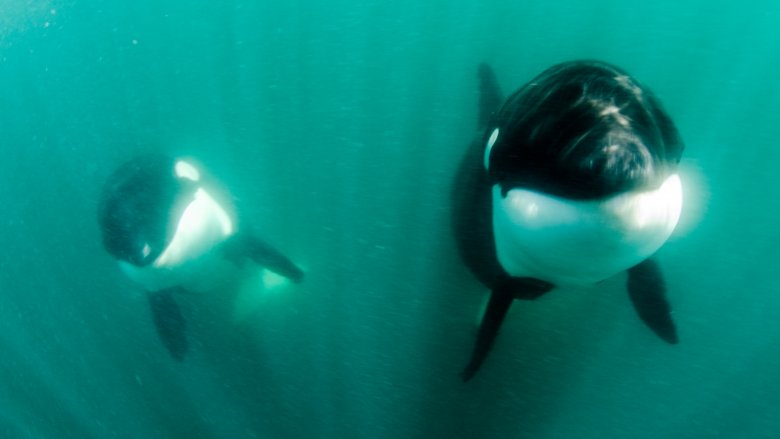 Orcas