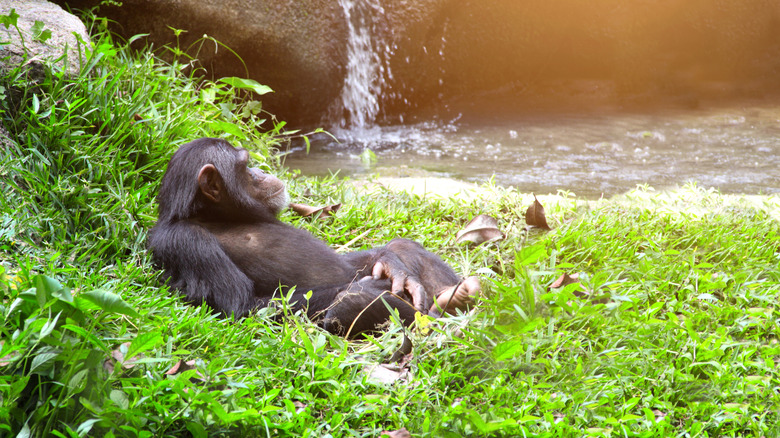 Chimp lounging near waterfall