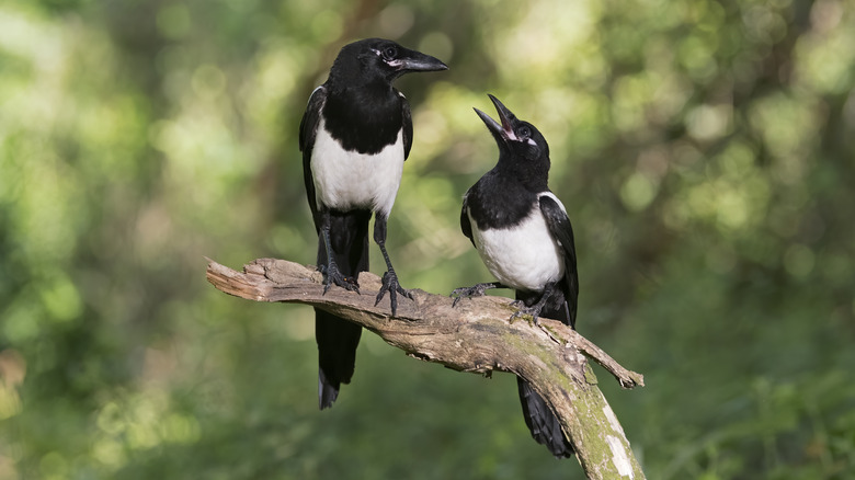 Two magpies talking on branch