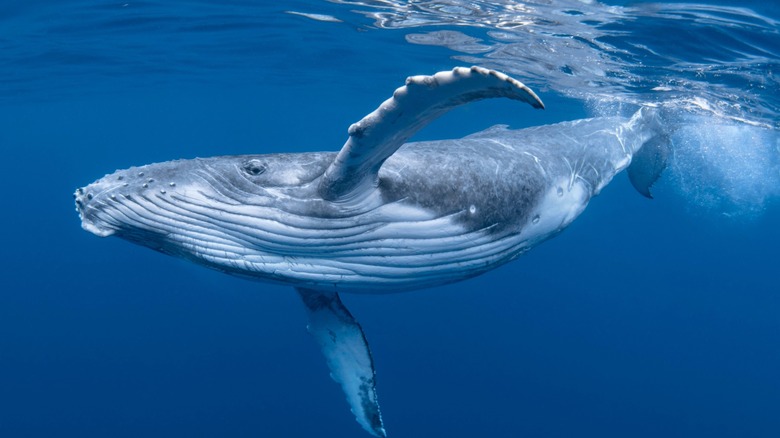 Humpback whale swimming in ocean