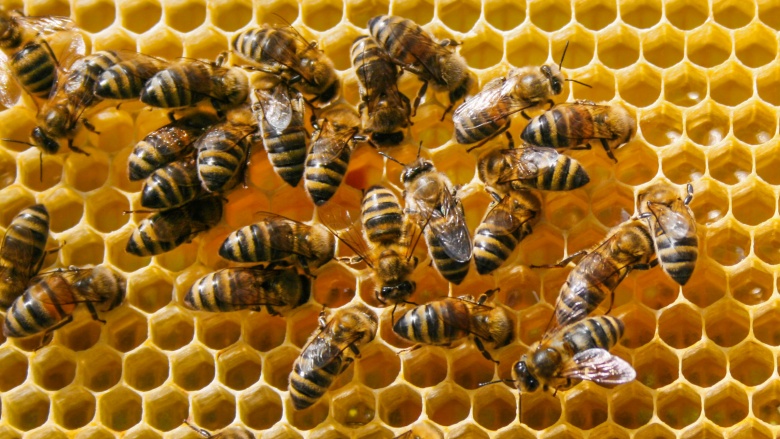 honeybees in comb