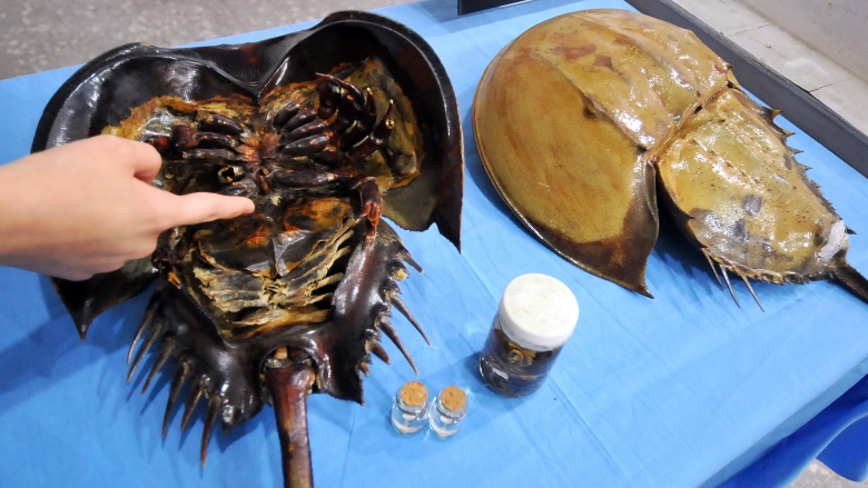 horseshoe crab