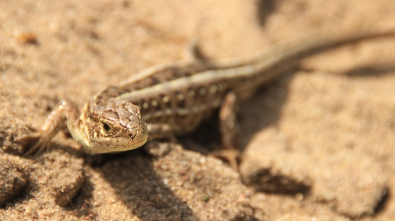 New Mexico whiptail lizard