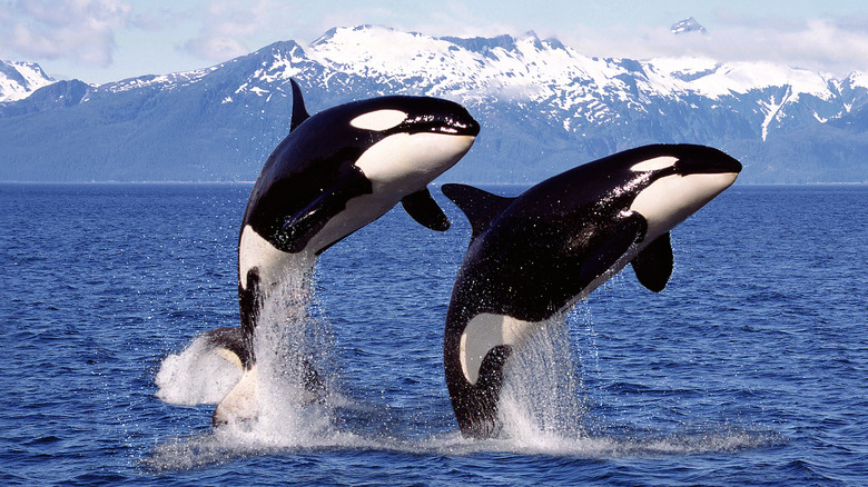 Orcas breeching together