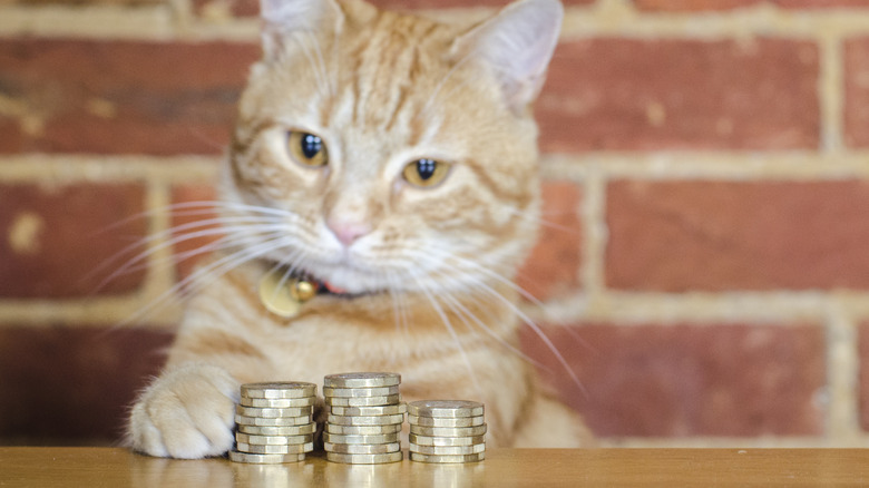 cat counting coins