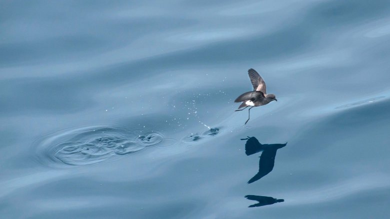 New Zealand Storm Petrel