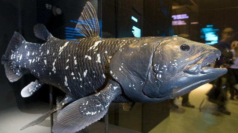 Coelacanth