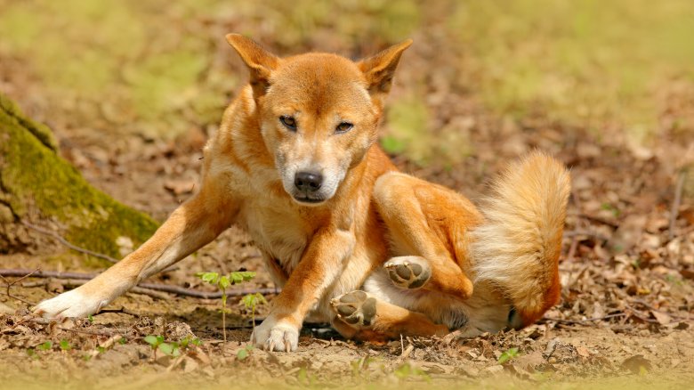 New Guinea highland wild dog