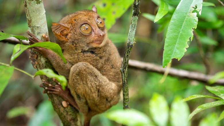 Pygmy Tarsier