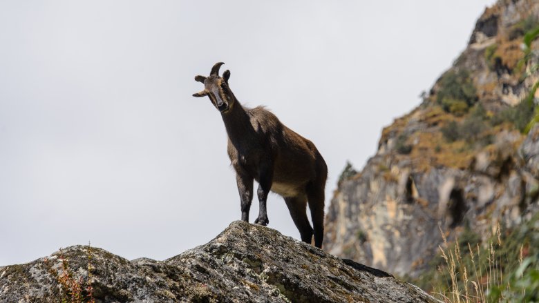 Kashmir musk deer