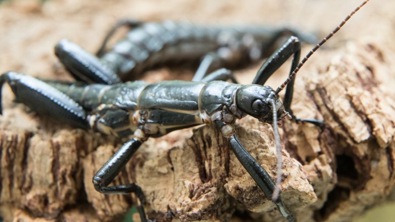 Lord Howe Stick Insect