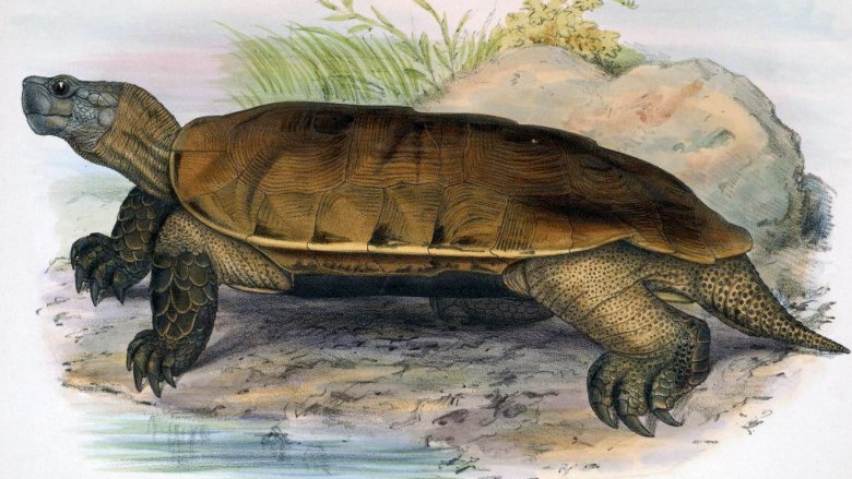 Arakan forest turtle