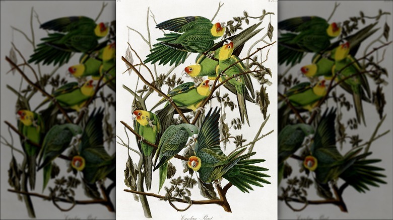 Drawing of Carolina parakeets