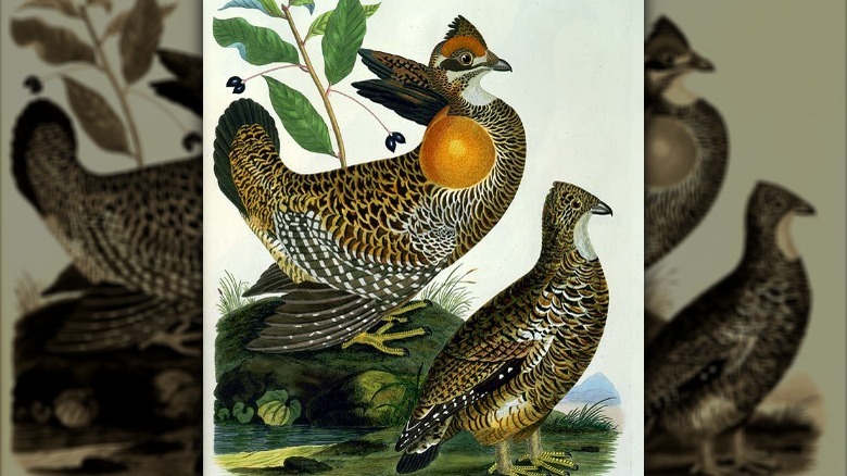 illustration of a heath hen