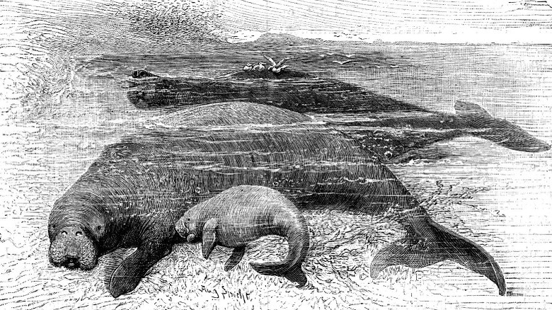 illustration of a sea cow