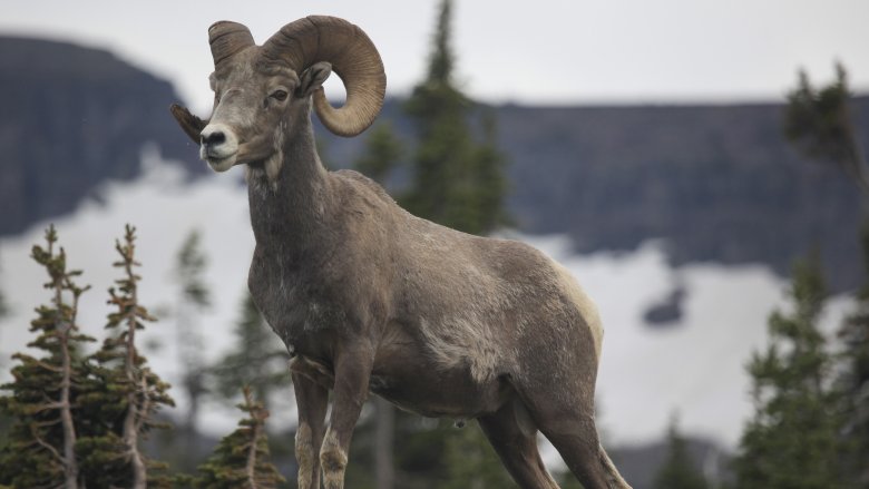 Bighorn sheep