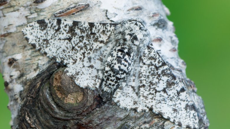 peppered moths