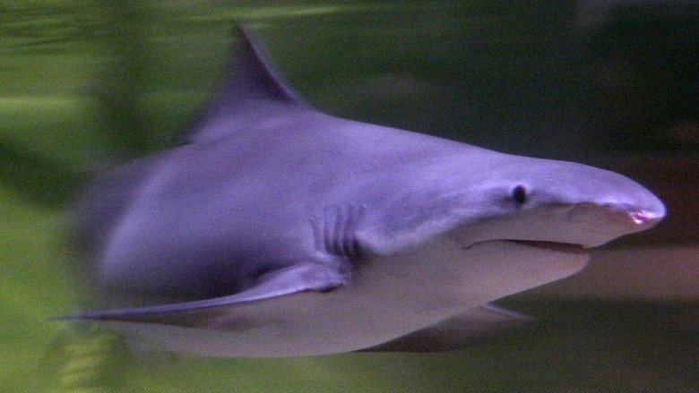 A speartooth shark