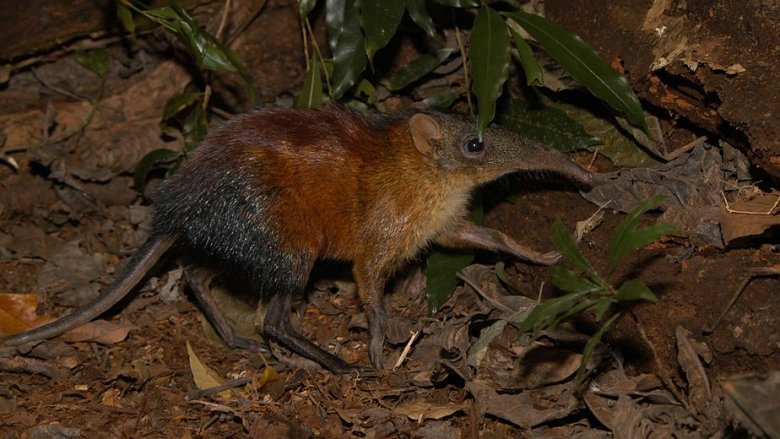 A gray-faced sengi