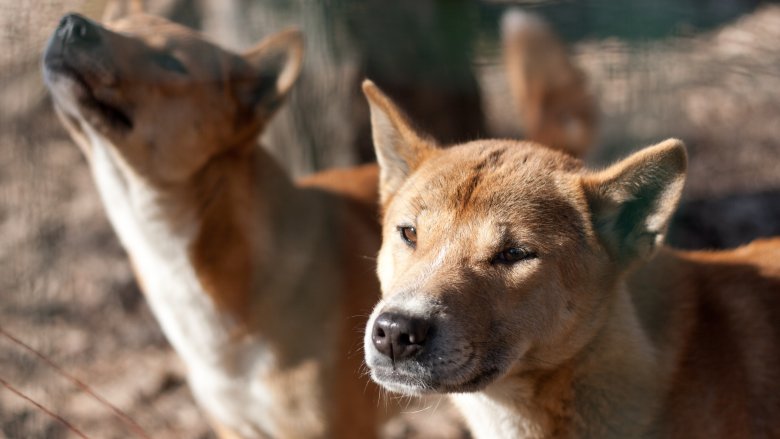 New Guinea singing dogs