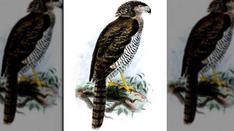 A Madagascar serpent eagle