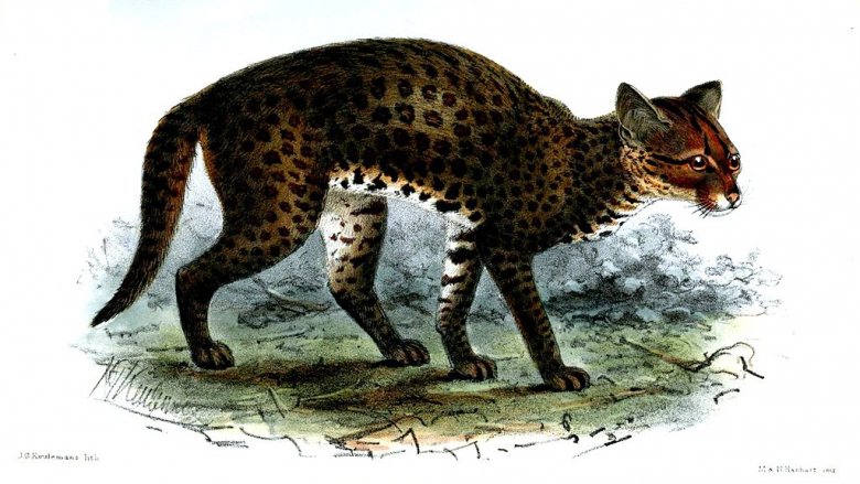 An African golden cat